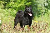 SCHIPPERKE 292